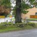 150 Jahre Friedenseiche in Steinhorst
