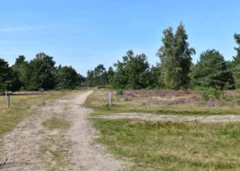 Holzerntemaßnahmen in der Nüssauer Heide