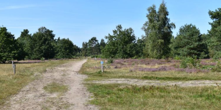 Holzerntemaßnahmen in der Nüssauer Heide