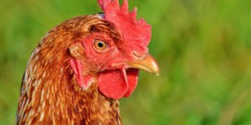 Neue tierseuchenrechtliche Allgemeinverfügung zur  Geflügelpest Überwachungszone