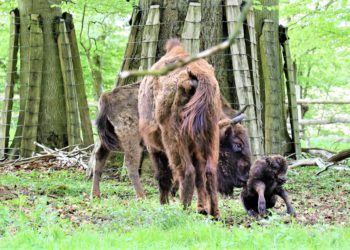 Wie die Zeit vergeht – Wisent Nachwuchs im Wintergehege gut zu beobachten