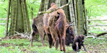 Wie die Zeit vergeht – Wisent Nachwuchs im Wintergehege gut zu beobachten