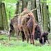 Wie die Zeit vergeht – Wisent Nachwuchs im Wintergehege gut zu beobachten
