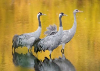 Unterwegs mit Kranichen – Eine fotografische Reise durch Europa