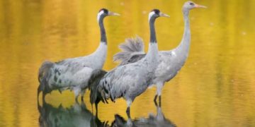 Unterwegs mit Kranichen – Eine fotografische Reise durch Europa