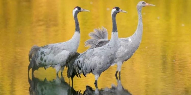 Unterwegs mit Kranichen – Eine fotografische Reise durch Europa