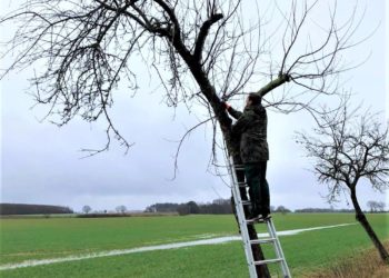 Obstbaumschnittkurse im Februar