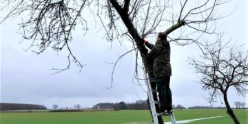 Obstbaumschnittkurse im Februar