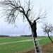 Obstbaumschnittkurse im Februar