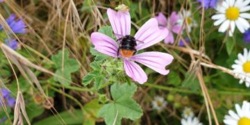 „Biosphäre blüht“ – Vorbereitungen für eine naturnahe Gartensaison 2022