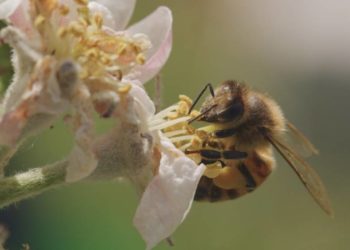 Das „Tagebuch einer Biene“ im Kino