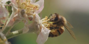 Das „Tagebuch einer Biene“ im Kino