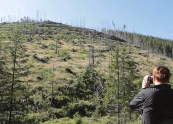  „Wood – Der geraubte Wald“ die Filmclub Dokumentation