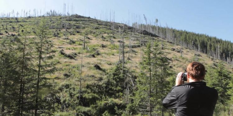 „Wood – Der geraubte Wald“ die Filmclub Dokumentation