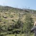 „Wood – Der geraubte Wald“ die Filmclub Dokumentation