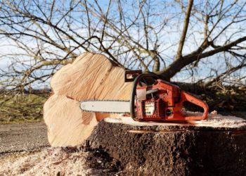 Baumschnittarbeiten in Hafencity