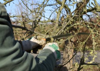 Annahmetermin für Baumschnitt