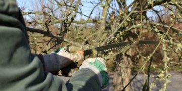 Annahmetermin für Baumschnitt