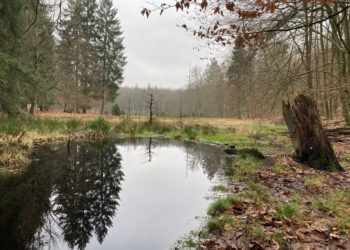 Naturschutzarbeit im Winterwald: Wertvolles Wasser in Mooren halten