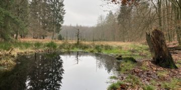 Naturschutzarbeit im Winterwald: Wertvolles Wasser in Mooren halten