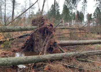 Betretungsverbot im Wald