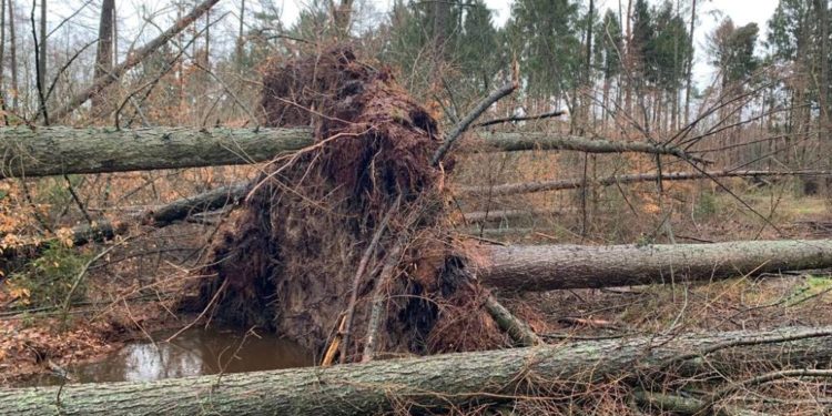 Betretungsverbot im Wald