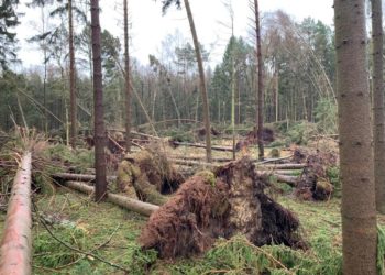 Betretungsverbot im Wald