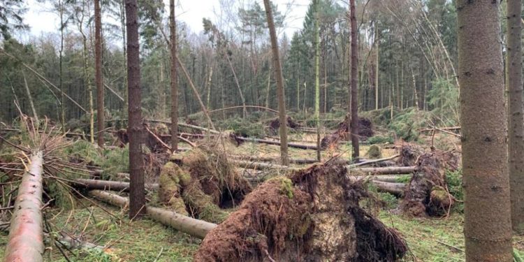 Betretungsverbot im Wald