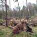 Betretungsverbot im Wald