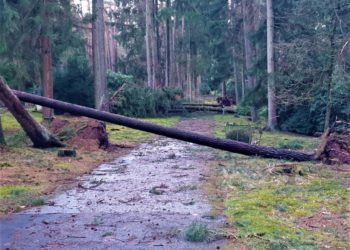 Überspülte Wege und entwurzelte Bäume