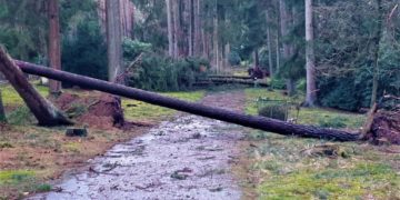 Überspülte Wege und entwurzelte Bäume