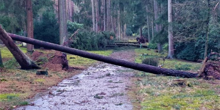 Überspülte Wege und entwurzelte Bäume