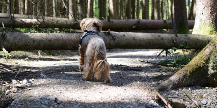 Warnung vor Betreten der Wälder bei Sturm