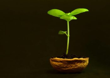 „Rund um den Walnussbaum“