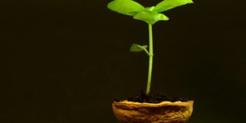 „Rund um den Walnussbaum“