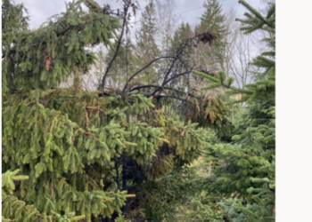 SH Netz verzeichnete mehrere vergleichsweise kleine und kurzzeitige Stromausfälle