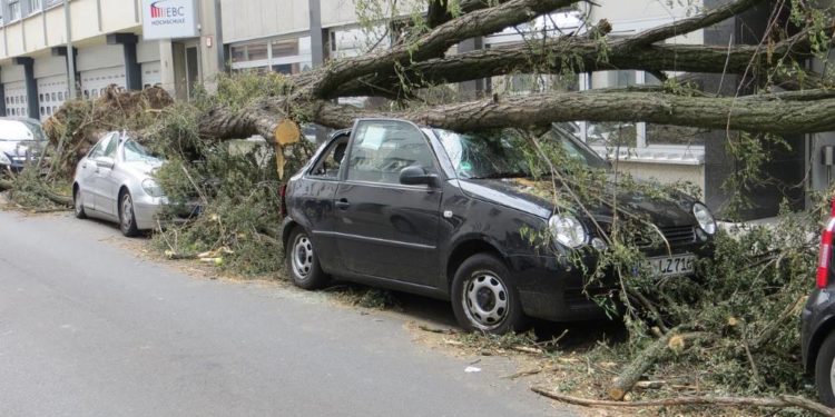 Aktuelle Sturmlagen im Amt Büchen: Eigentümer müssen auf Baumbestand achten