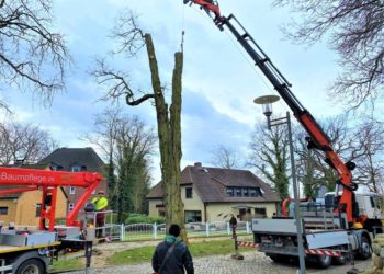 Baumpflege in Geesthacht