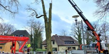 Baumpflege in Geesthacht