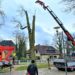 Baumpflege in Geesthacht