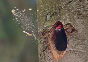 Naturparktour – Spechte und Frühlingskräuter auf den Zecher Werder