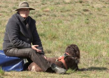 Wölfe im Herzogtum Lauenburg: NDR Fernsehteam begleitet „Wolfsbeauftragte“