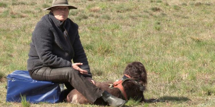 Wölfe im Herzogtum Lauenburg: NDR Fernsehteam begleitet „Wolfsbeauftragte“
