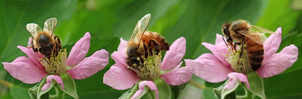Bienen, Artenschutz, Vereinsarbeit