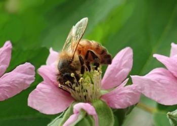 Bienen, Artenschutz, Vereinsarbeit