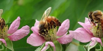 Bienen, Artenschutz, Vereinsarbeit