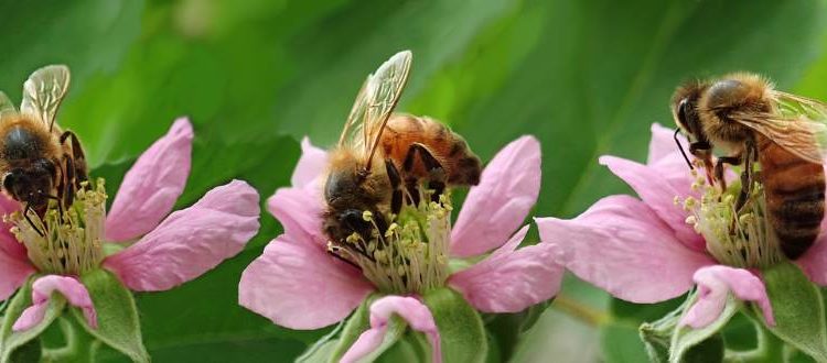 Bienen, Artenschutz, Vereinsarbeit