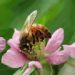 Bienen, Artenschutz, Vereinsarbeit