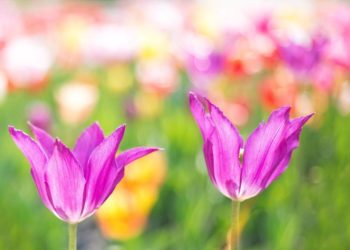 Frühblüher Pflanzaktion