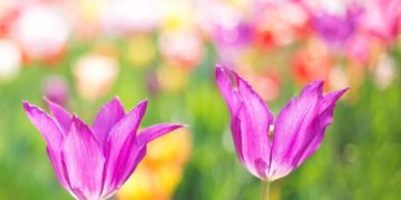 Frühblüher Pflanzaktion